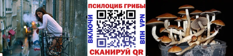 Галлюциногенные грибы мицелий  купить наркотики сайты  Ильский 
